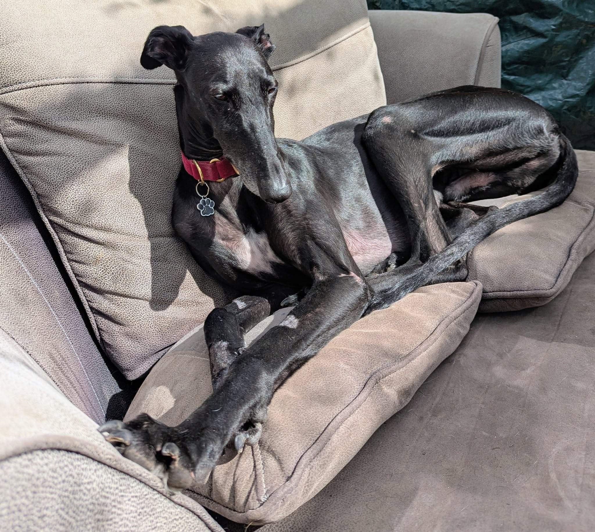 guijo_1267031785637107