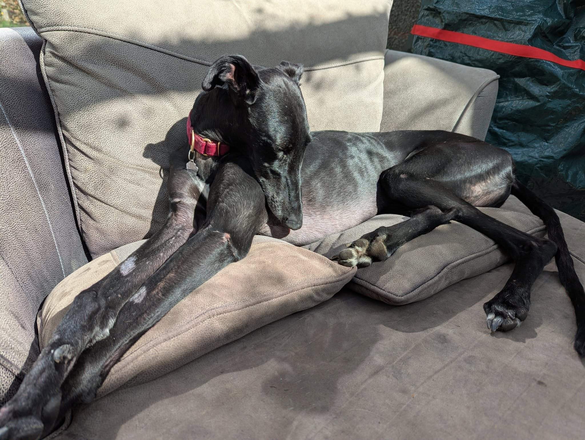 guijo_1267031815637104