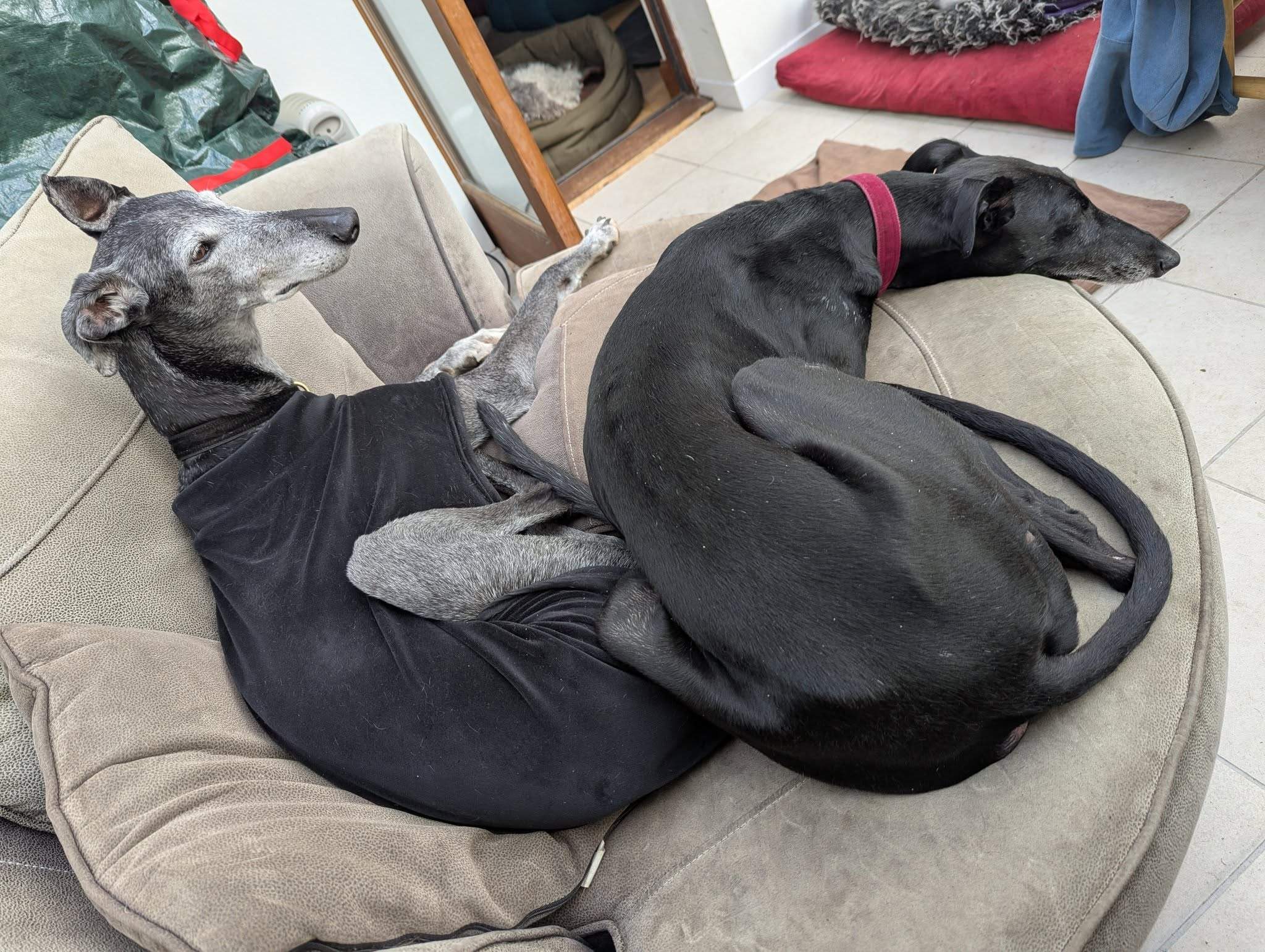 guijo_1267031855637100