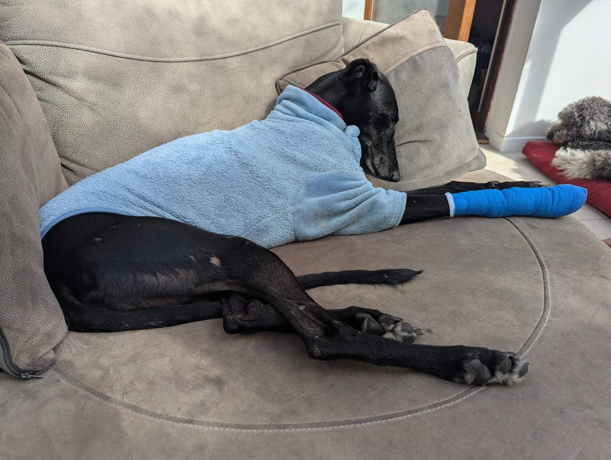 guijo_1272956625044623