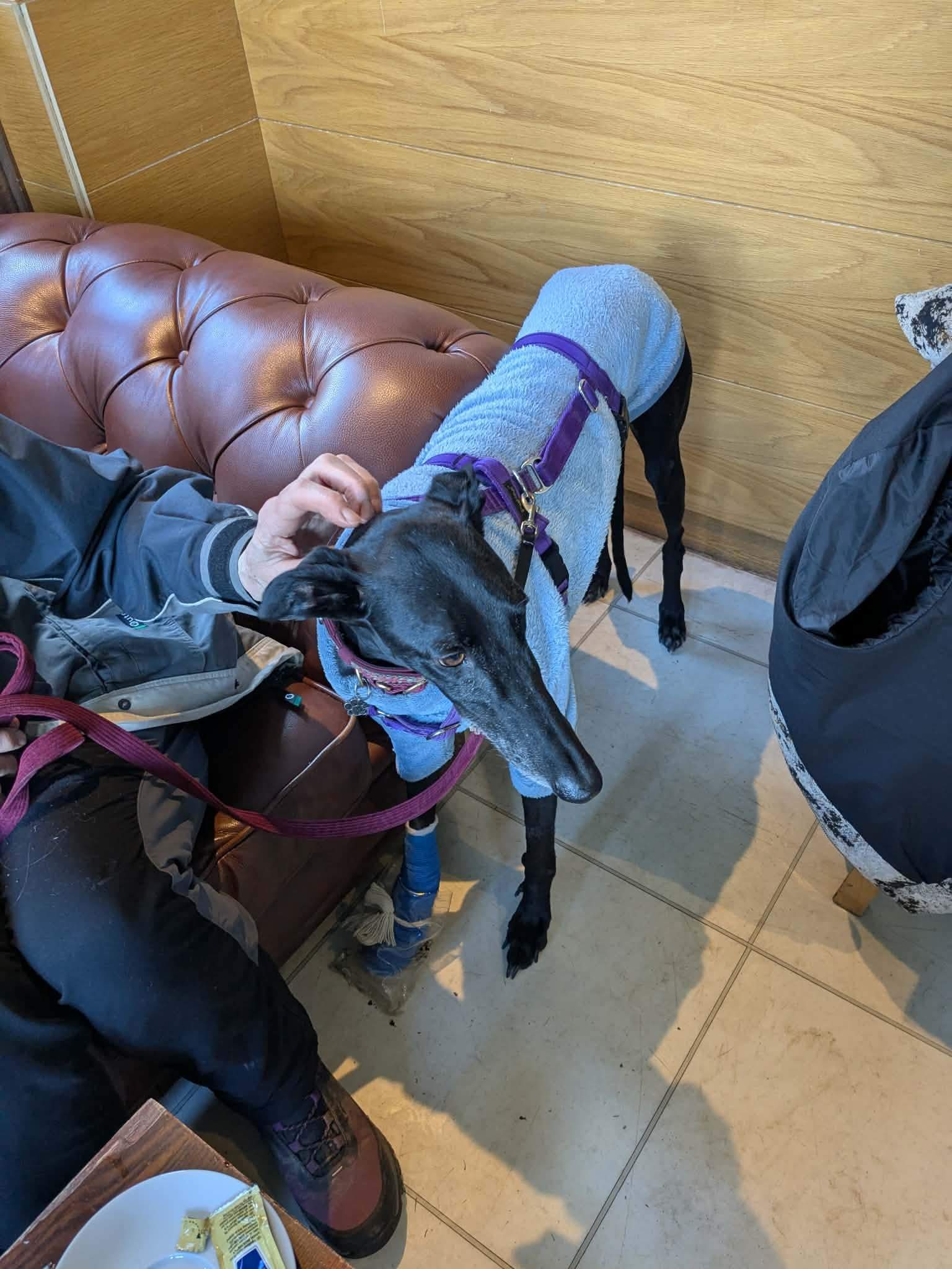 guijo_1272956665044619