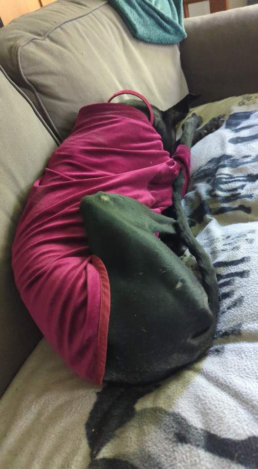 guijo_1295442356129383