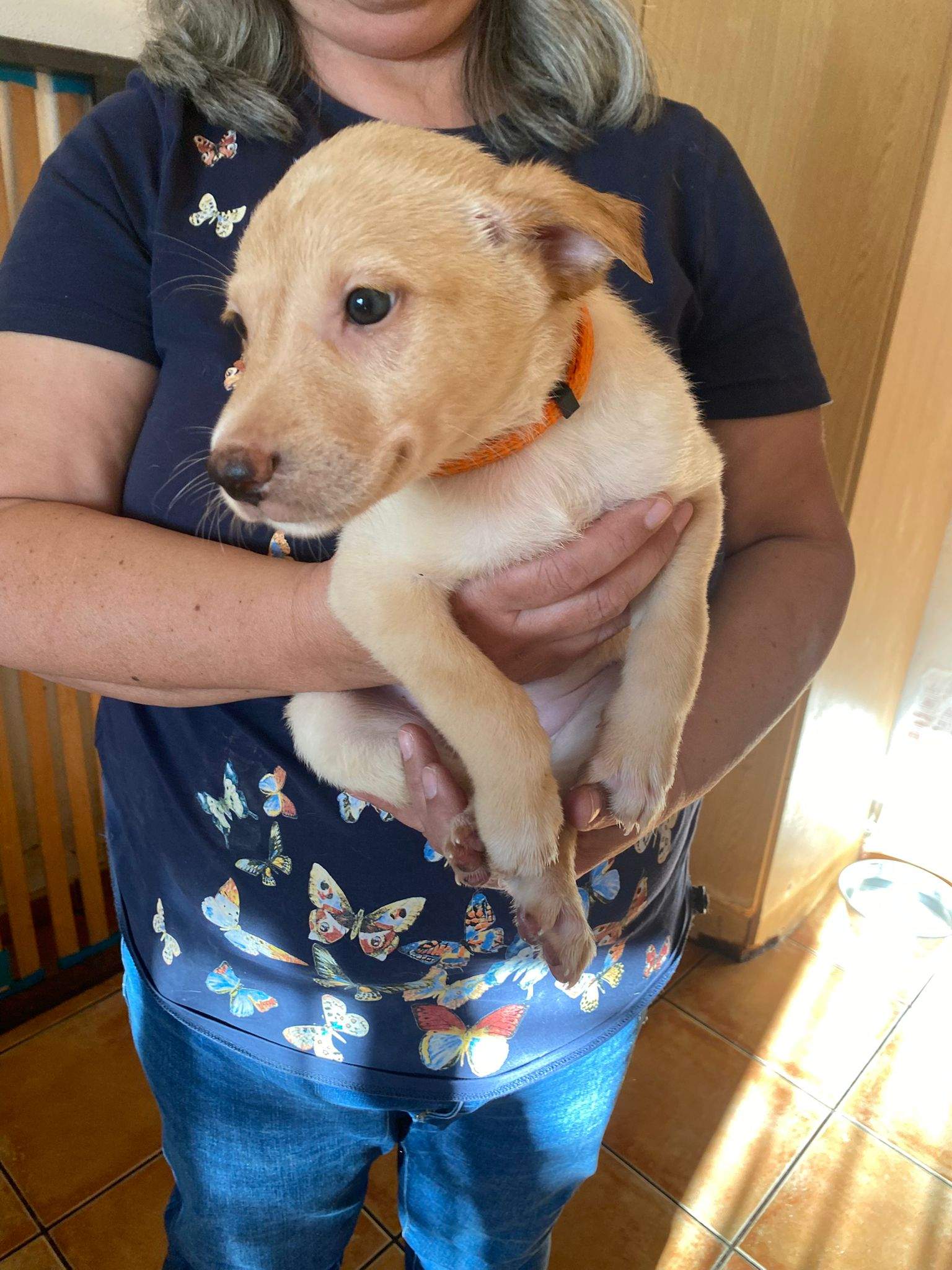 gwen-the-puppy_1240990324907920