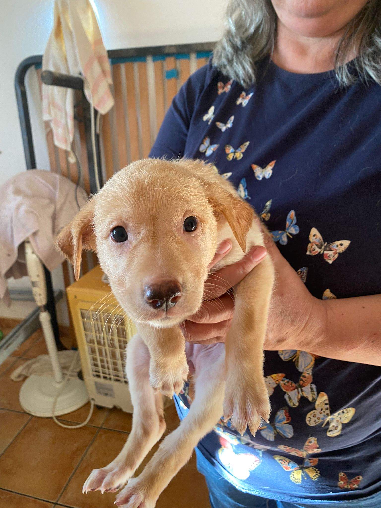 gwen-the-puppy_1240990334907919