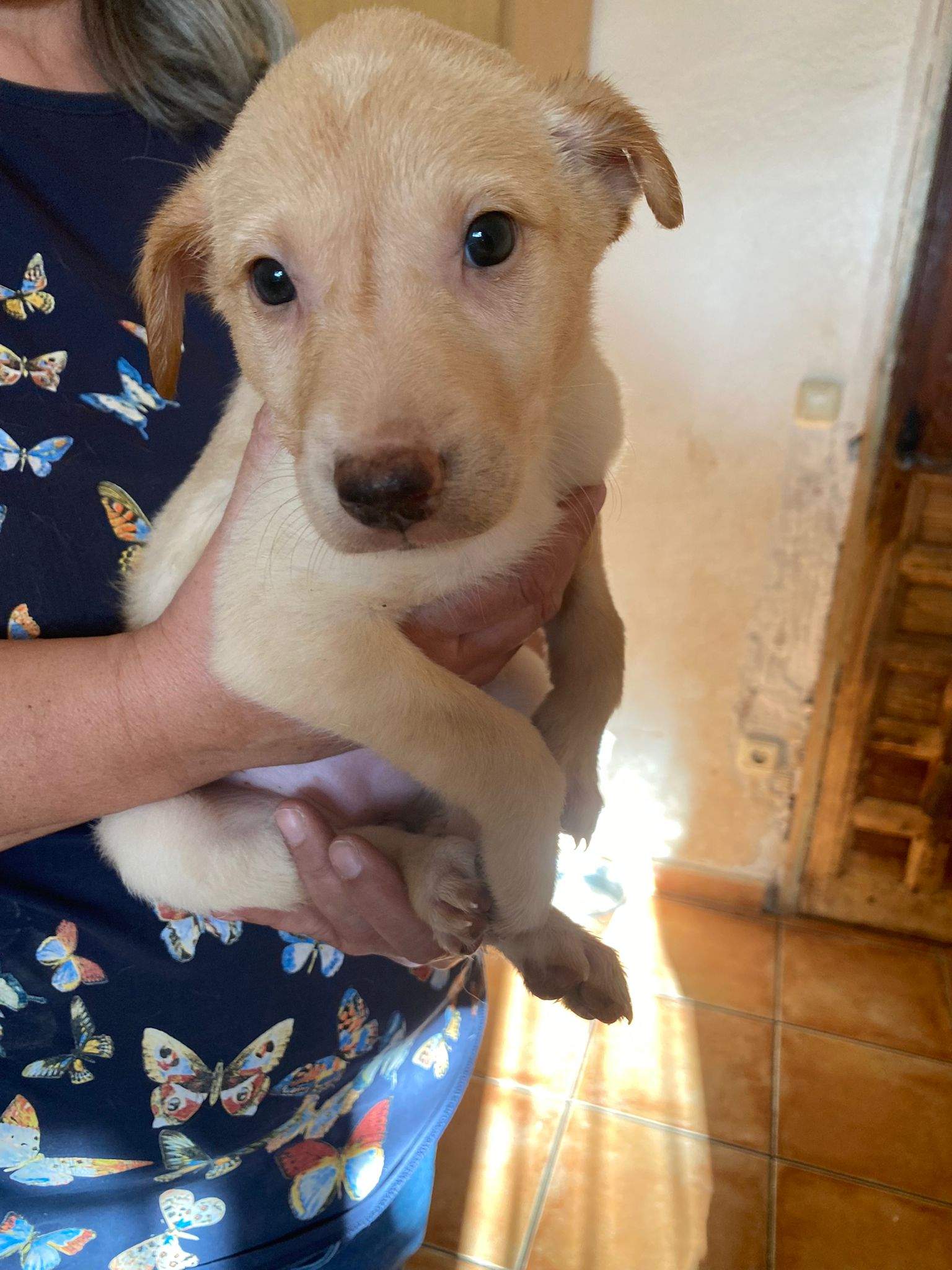 gwen-the-puppy_1240990341574585