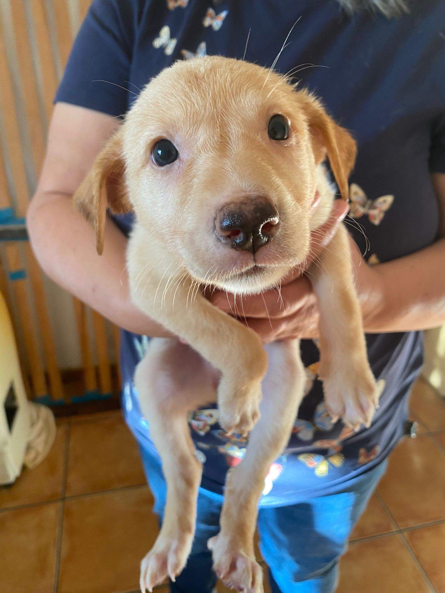 gwen-the-puppy_1240990414907911