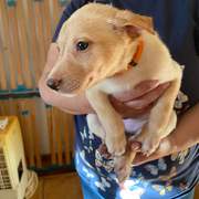 gwen-the-puppy_1240990428241243