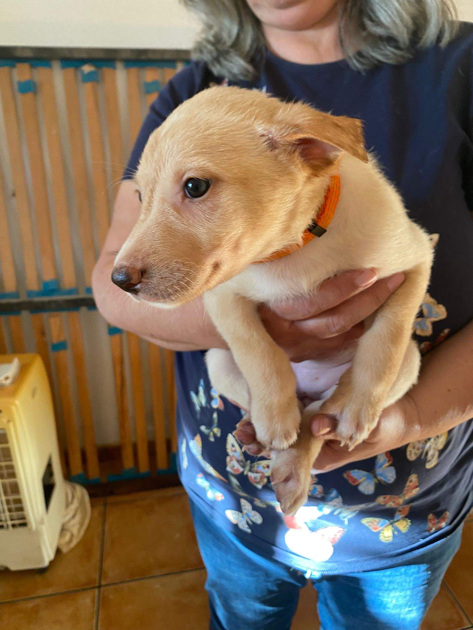 gwen-the-puppy_1240990428241243