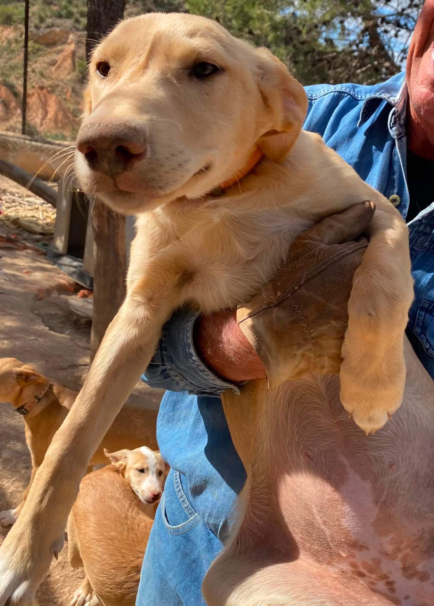 gwen-the-puppy_1294008976272721
