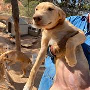 gwen-the-puppy_1294009022939383