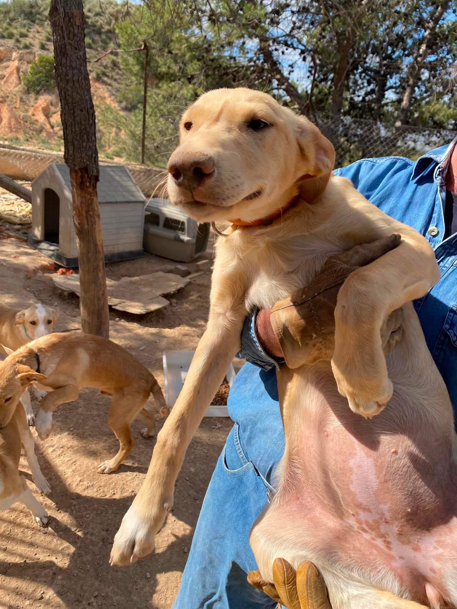 gwen-the-puppy_1294009022939383