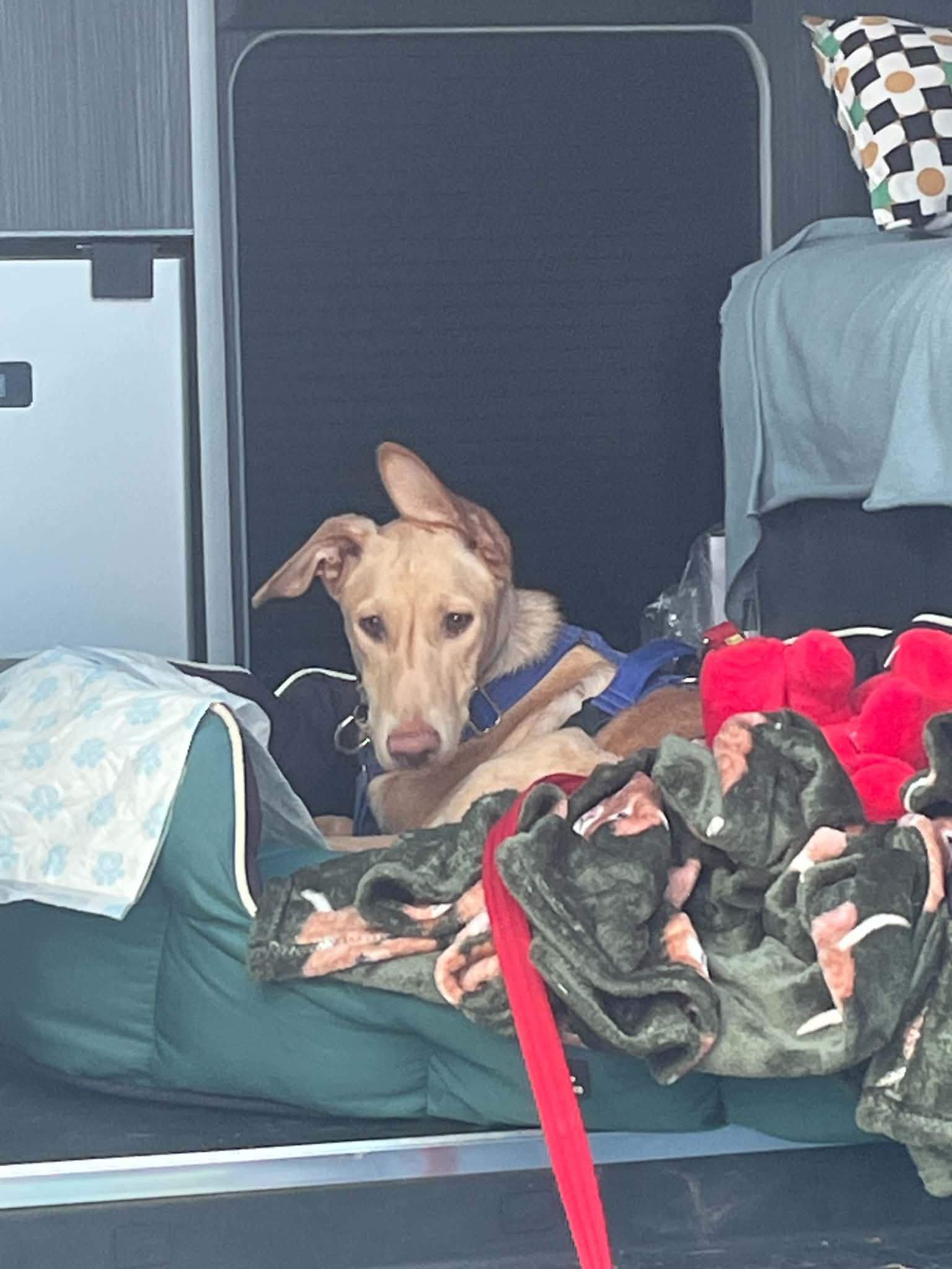 gwen-the-puppy_1393476256325992