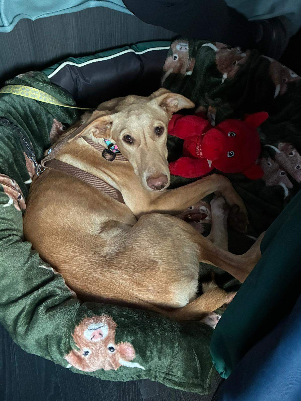 gwen-the-puppy_1393476296325988