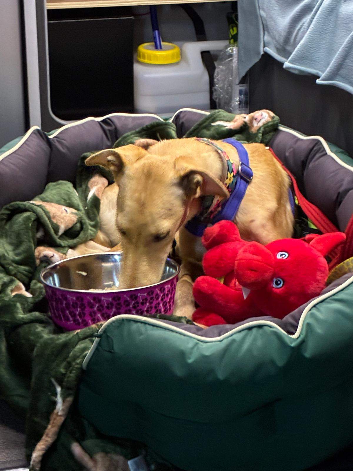 gwen-the-puppy_1393476329659318
