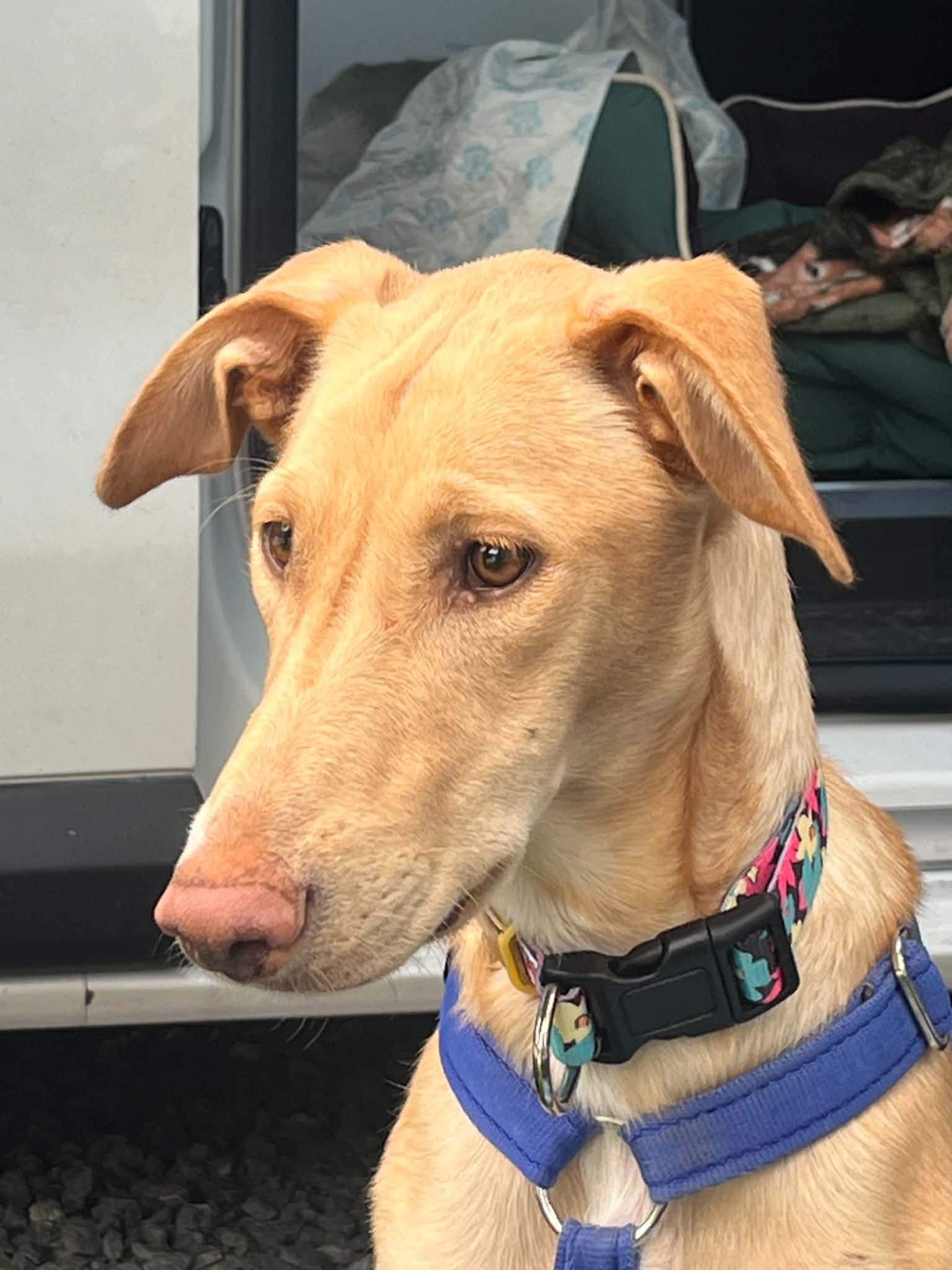 gwen-the-puppy_1393476372992647