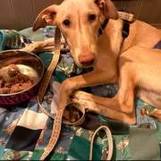 gwen-the-puppy_1394008019606149