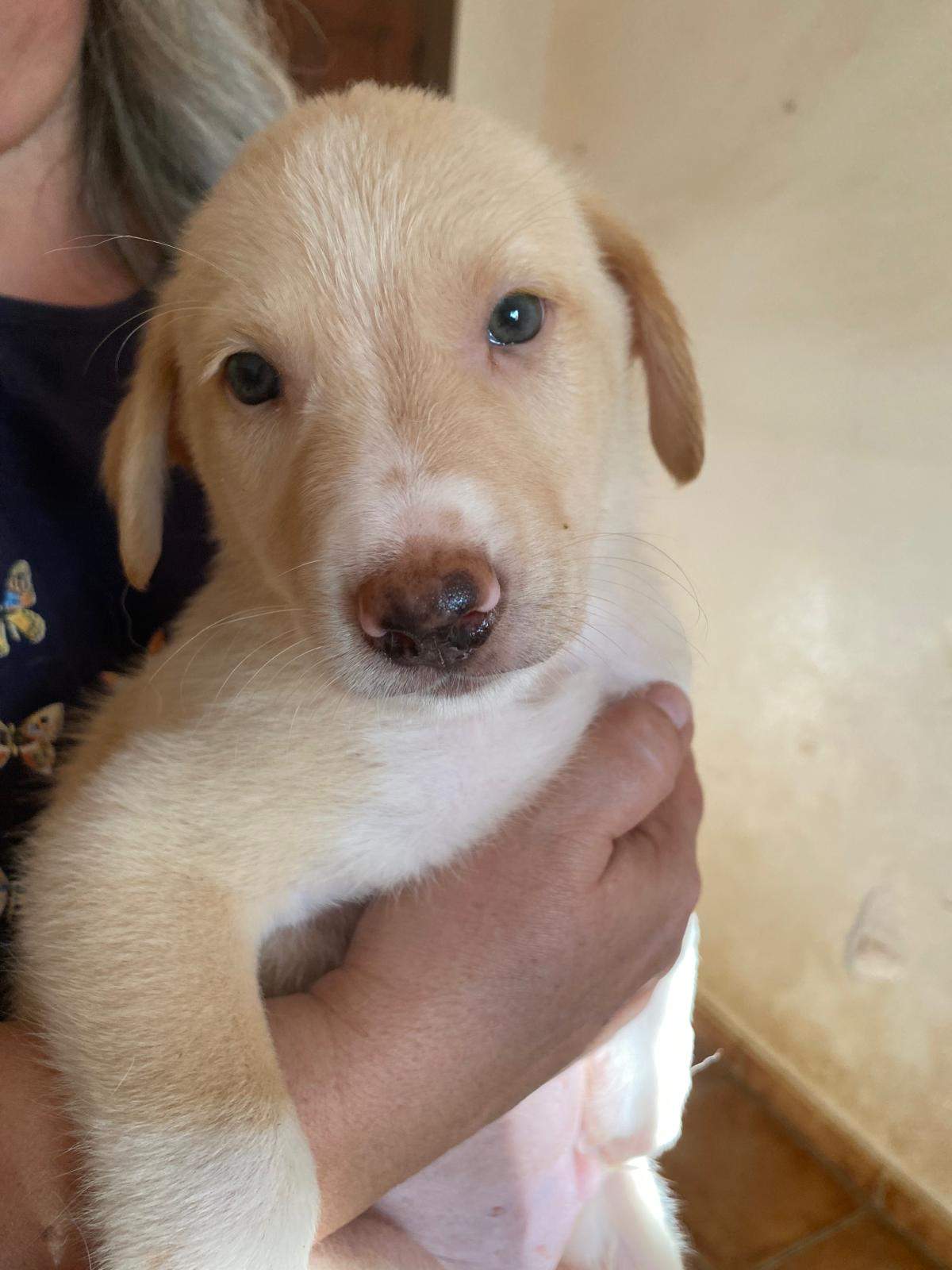 indy-the-pup_1240993391574280