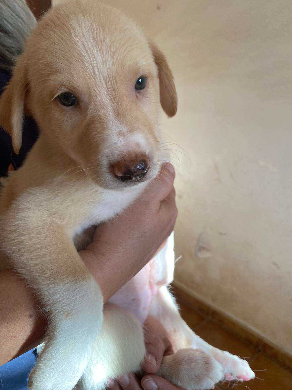 indy-the-pup_1240993398240946