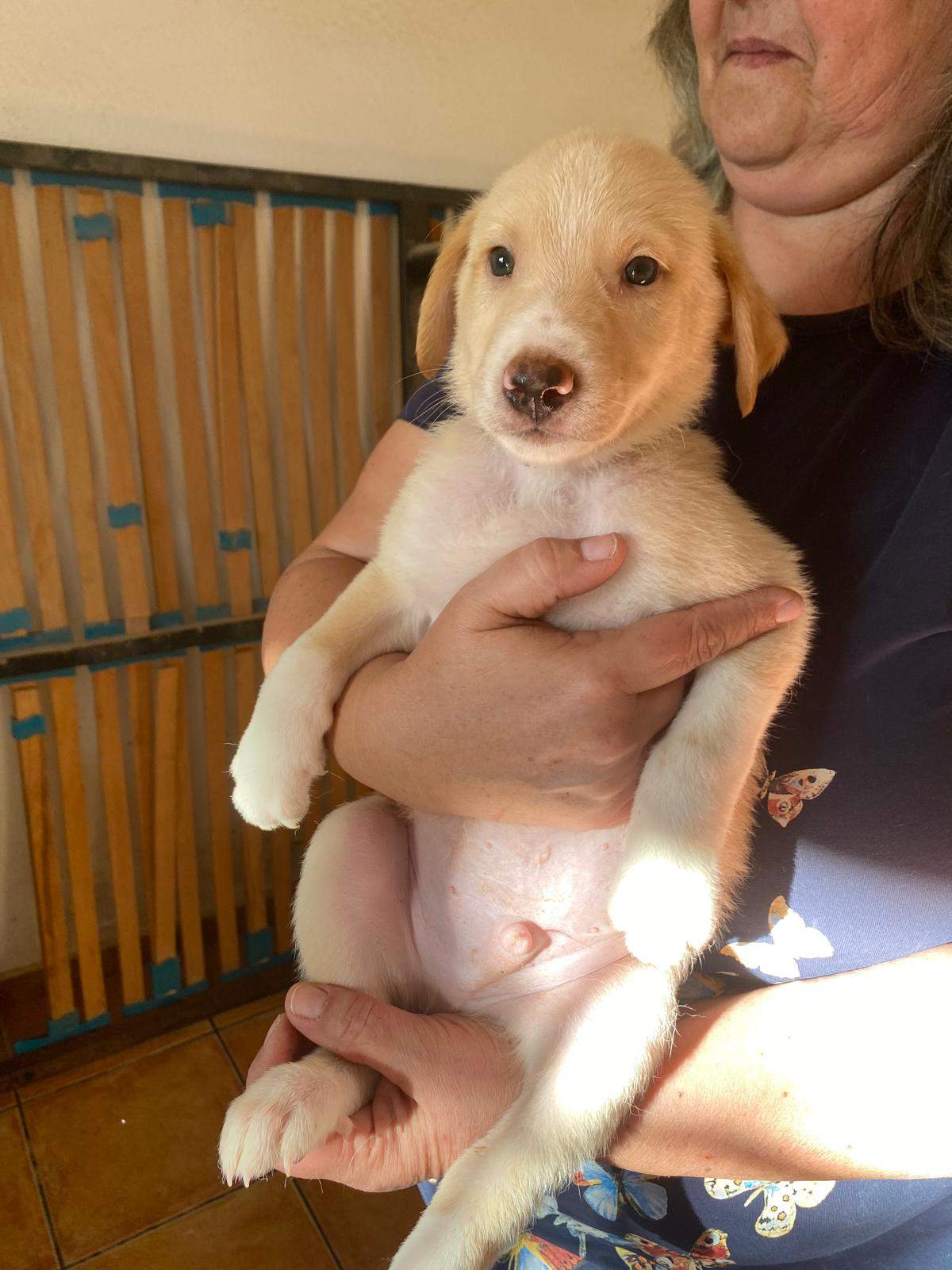 indy-the-pup_1240993408240945