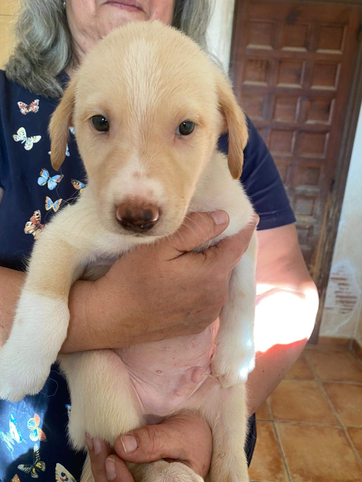 indy-the-pup_1240993484907604