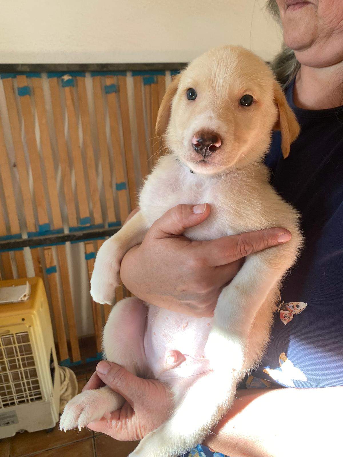 indy-the-pup_1240993511574268