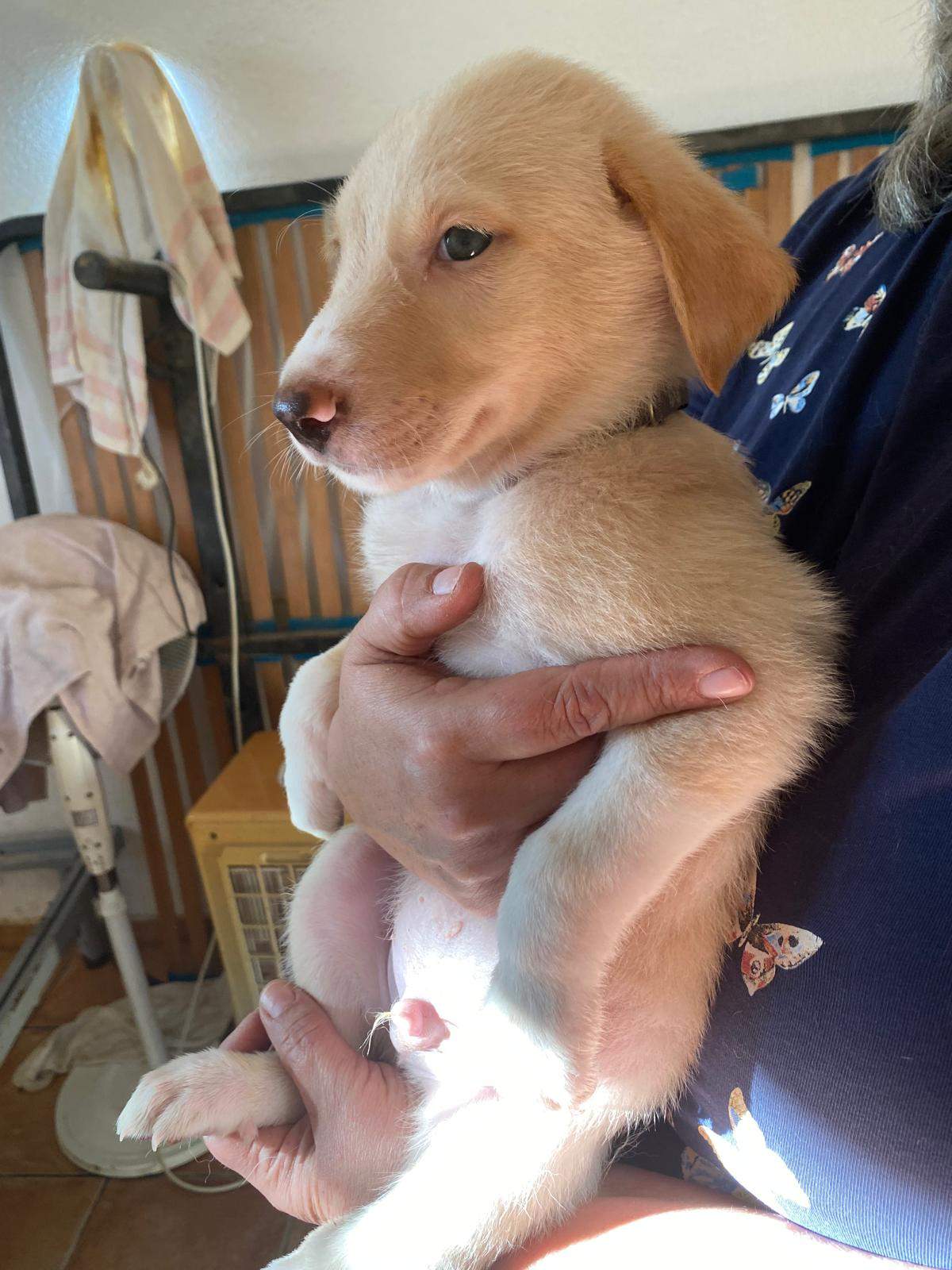 indy-the-pup_1240993518240934