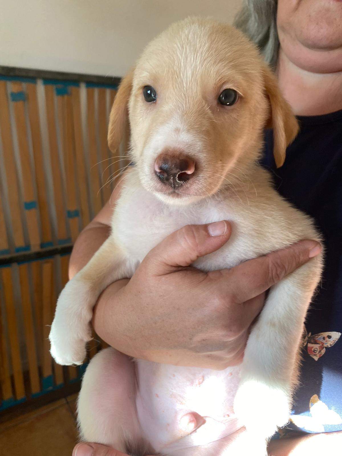 indy-the-pup_1240993628240923