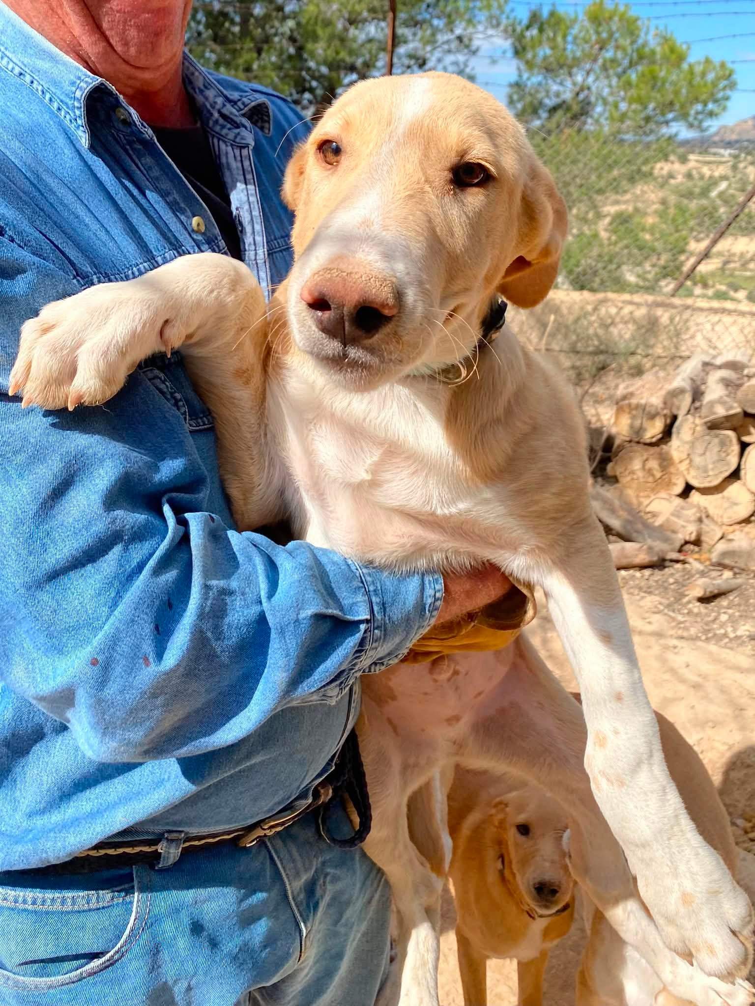 indy-the-pup_1294014896272129