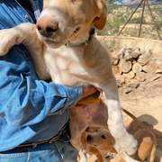 indy-the-pup_1294014909605461