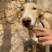 indy-the-pup_1331070049233280