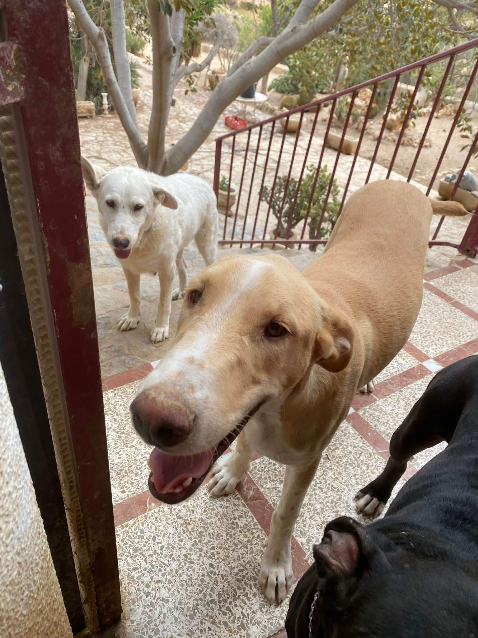 indy-the-pup_1389496583390626