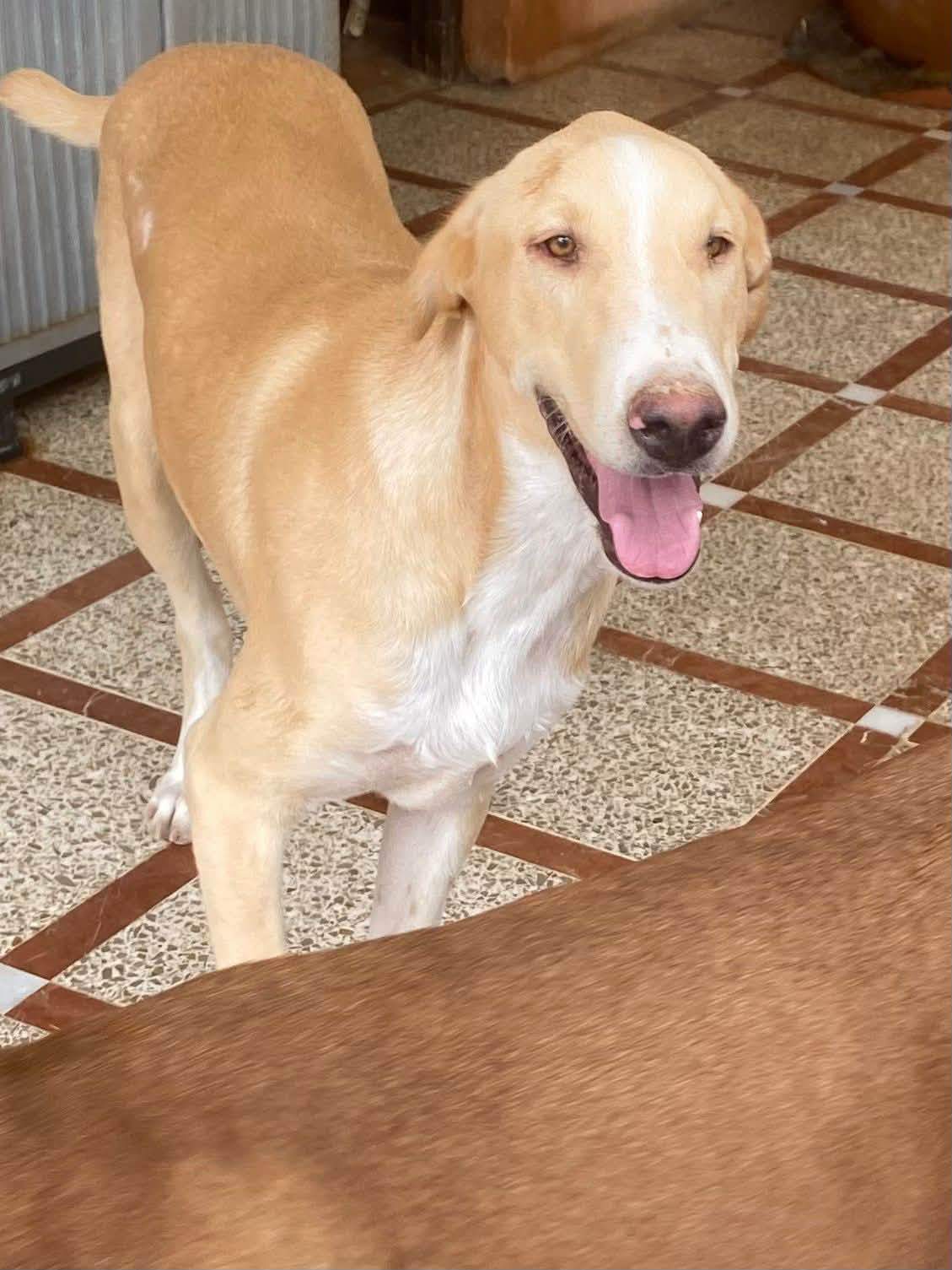 indy-the-pup_1389497083390576