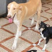 indy-the-pup_1389497226723895