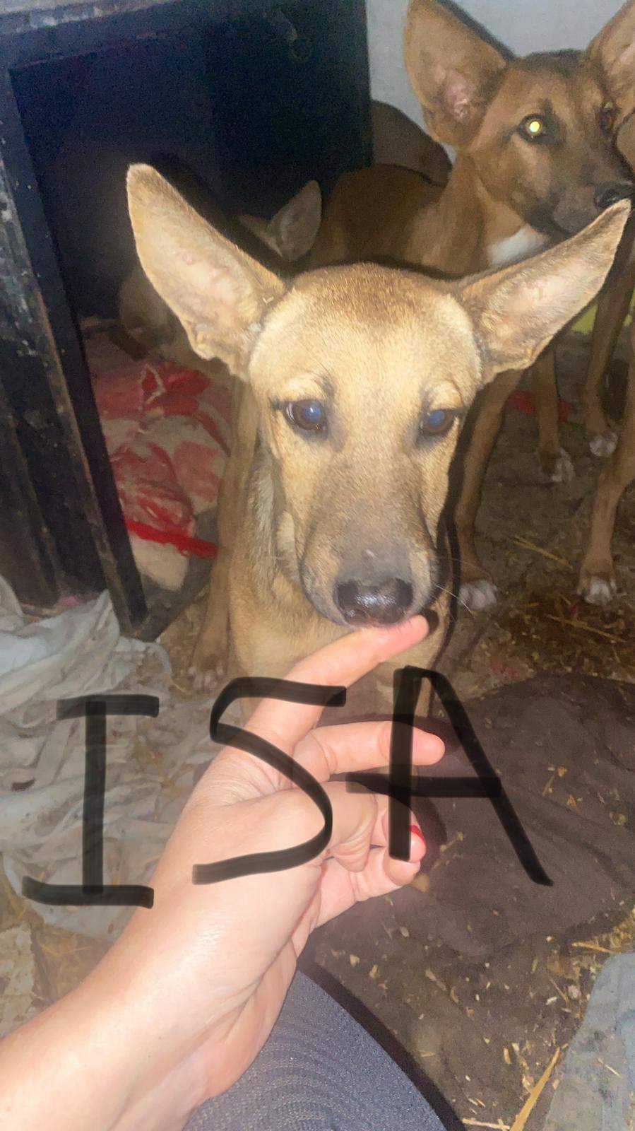 isa_1230043259335960