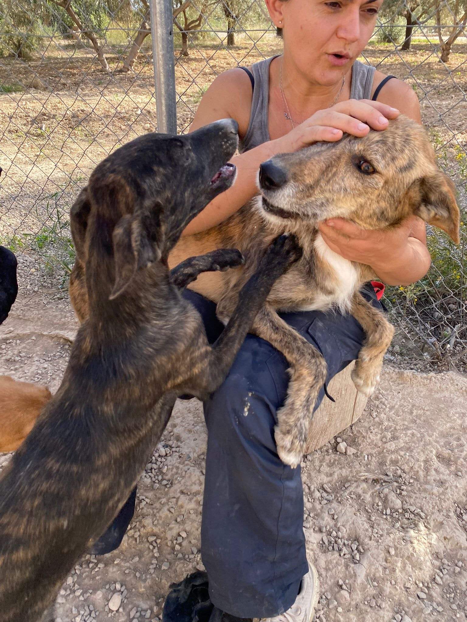 jura_1152227253784228