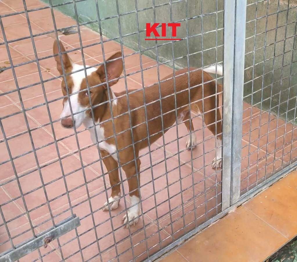 kit_1418203930519891