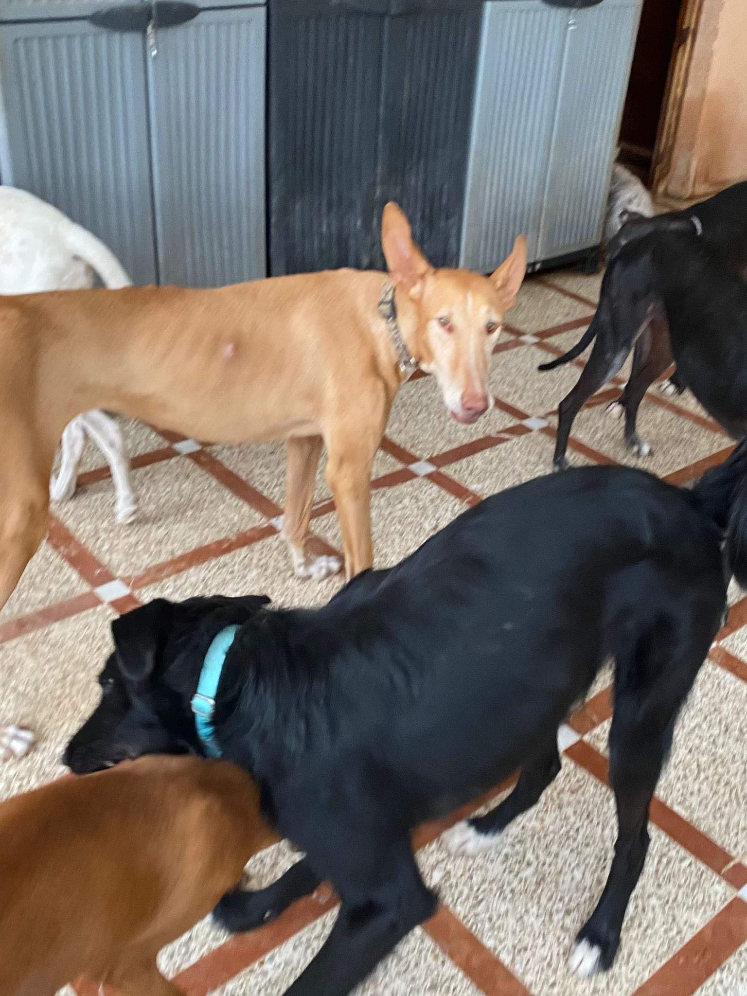 lira_1062029656137322