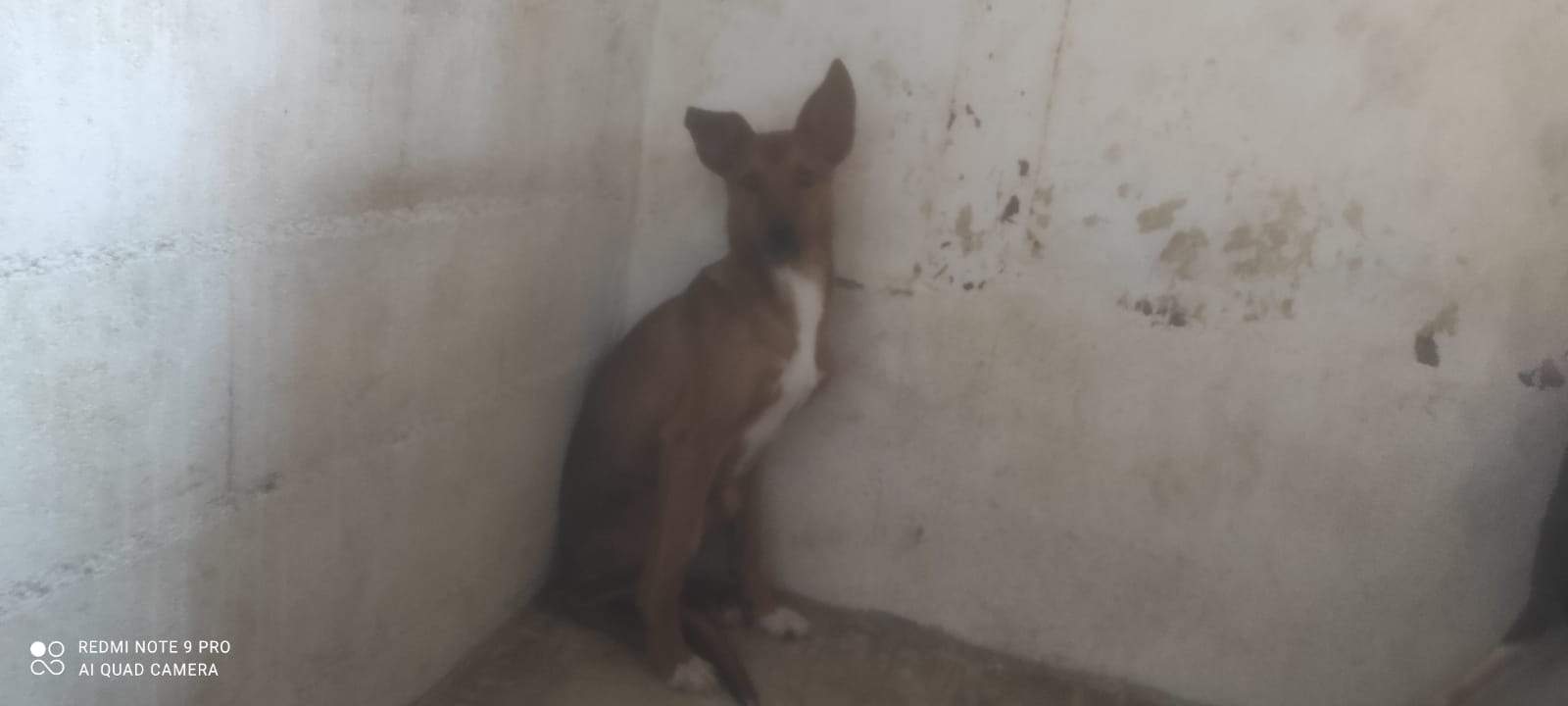 lola-the-puppy_1230030456003907