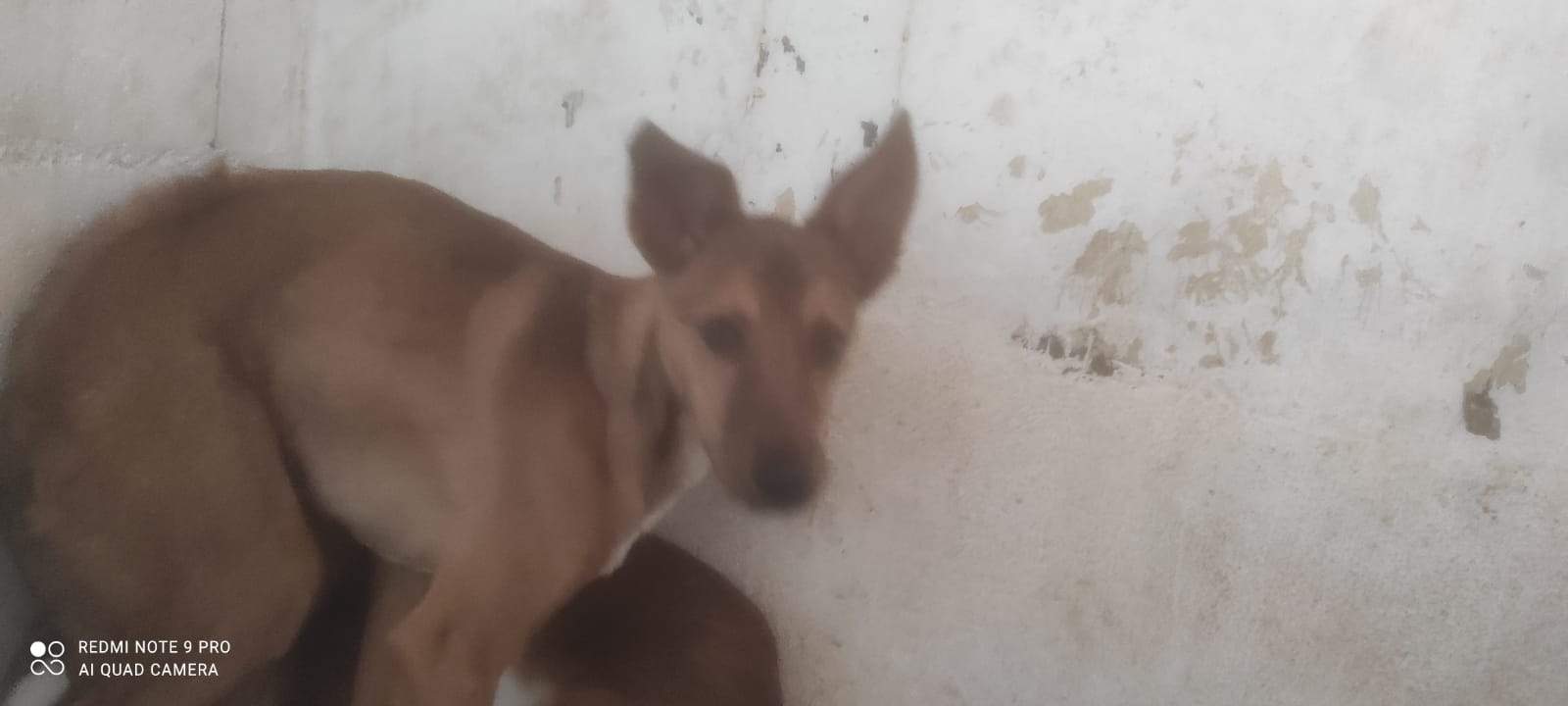 lola-the-puppy_1230030469337239