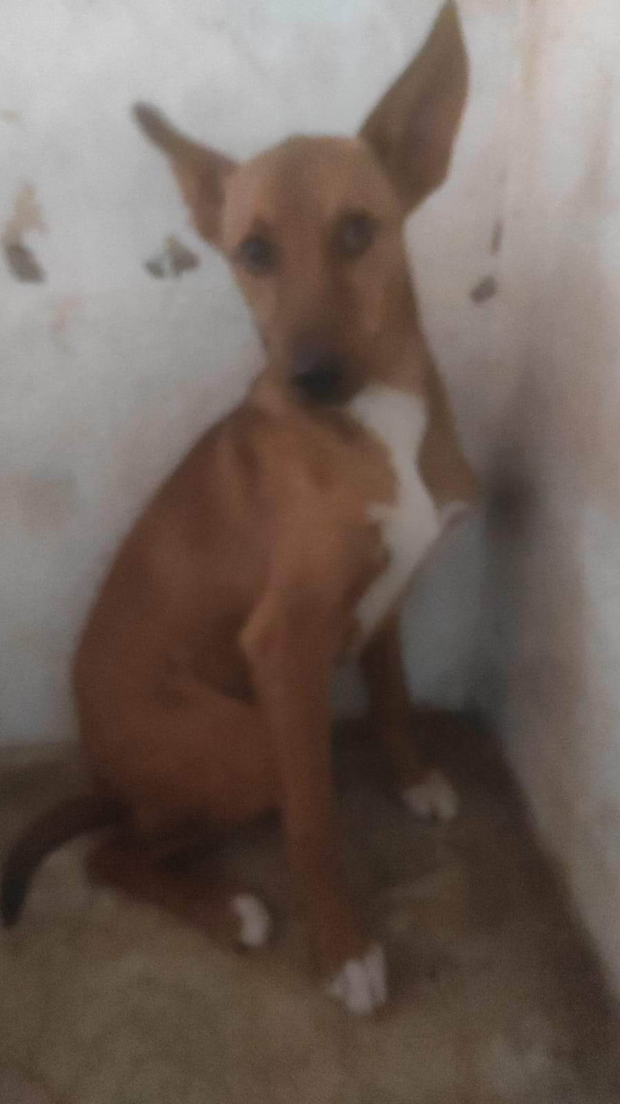 lola-the-puppy_1230030486003904