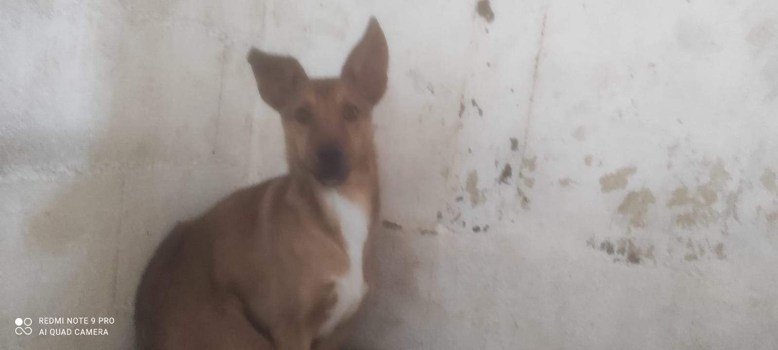 lola-the-puppy_1230030532670566