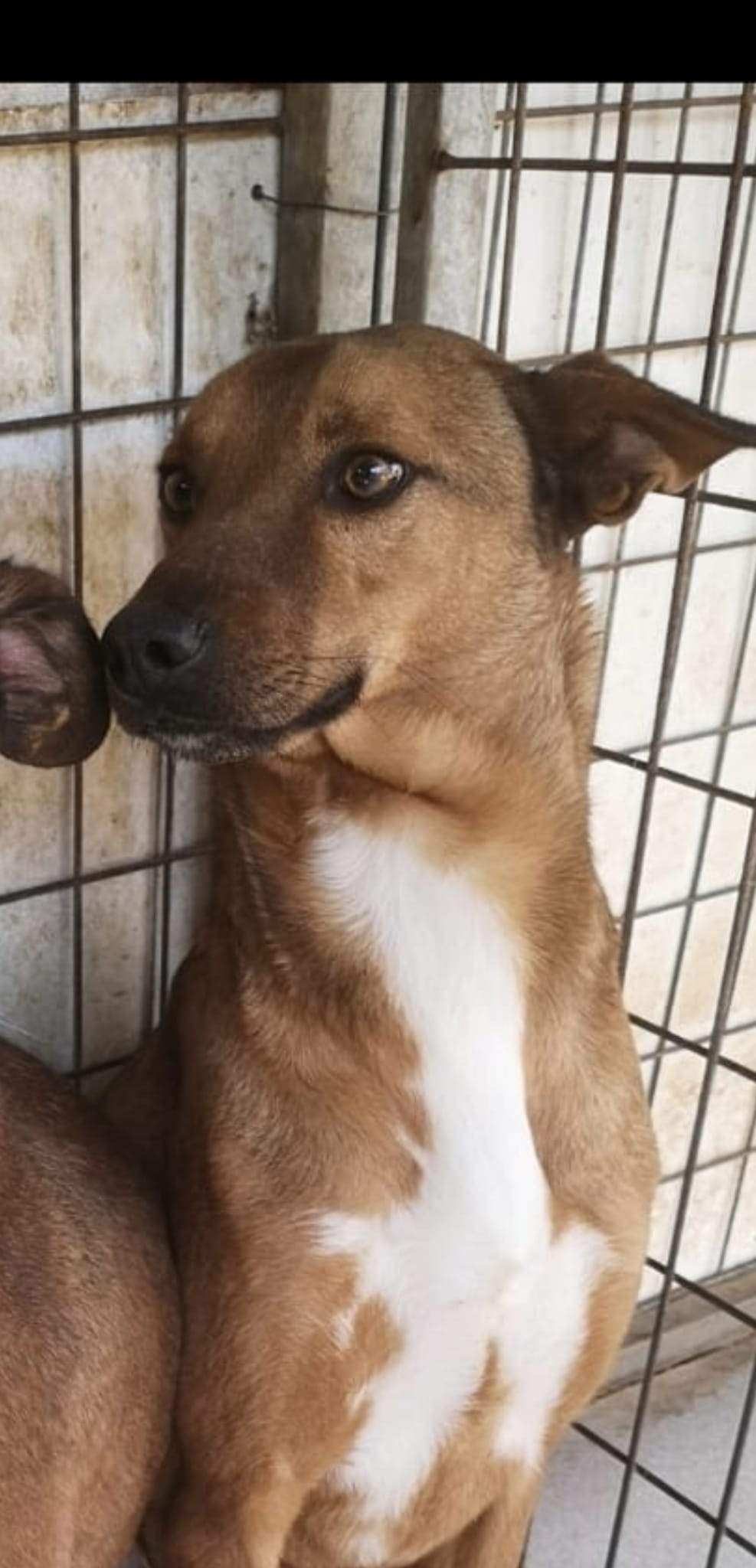 lola-the-puppy_1230030572670562