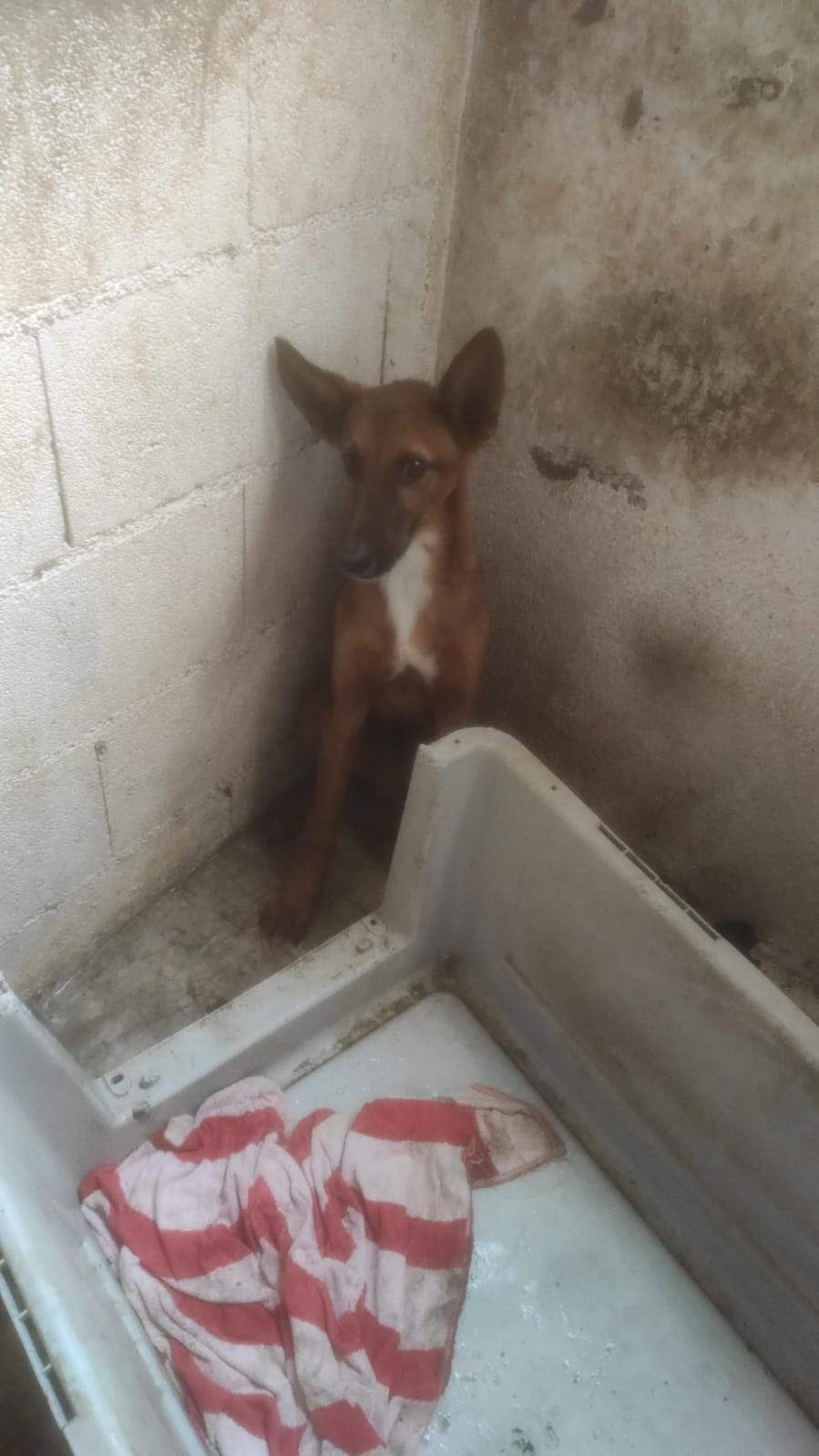 lola-the-puppy_1230030602670559