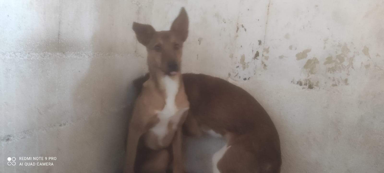 lola-the-puppy_1230030642670555