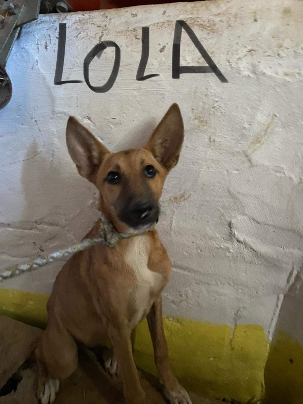 lola-the-puppy_1230030686003884