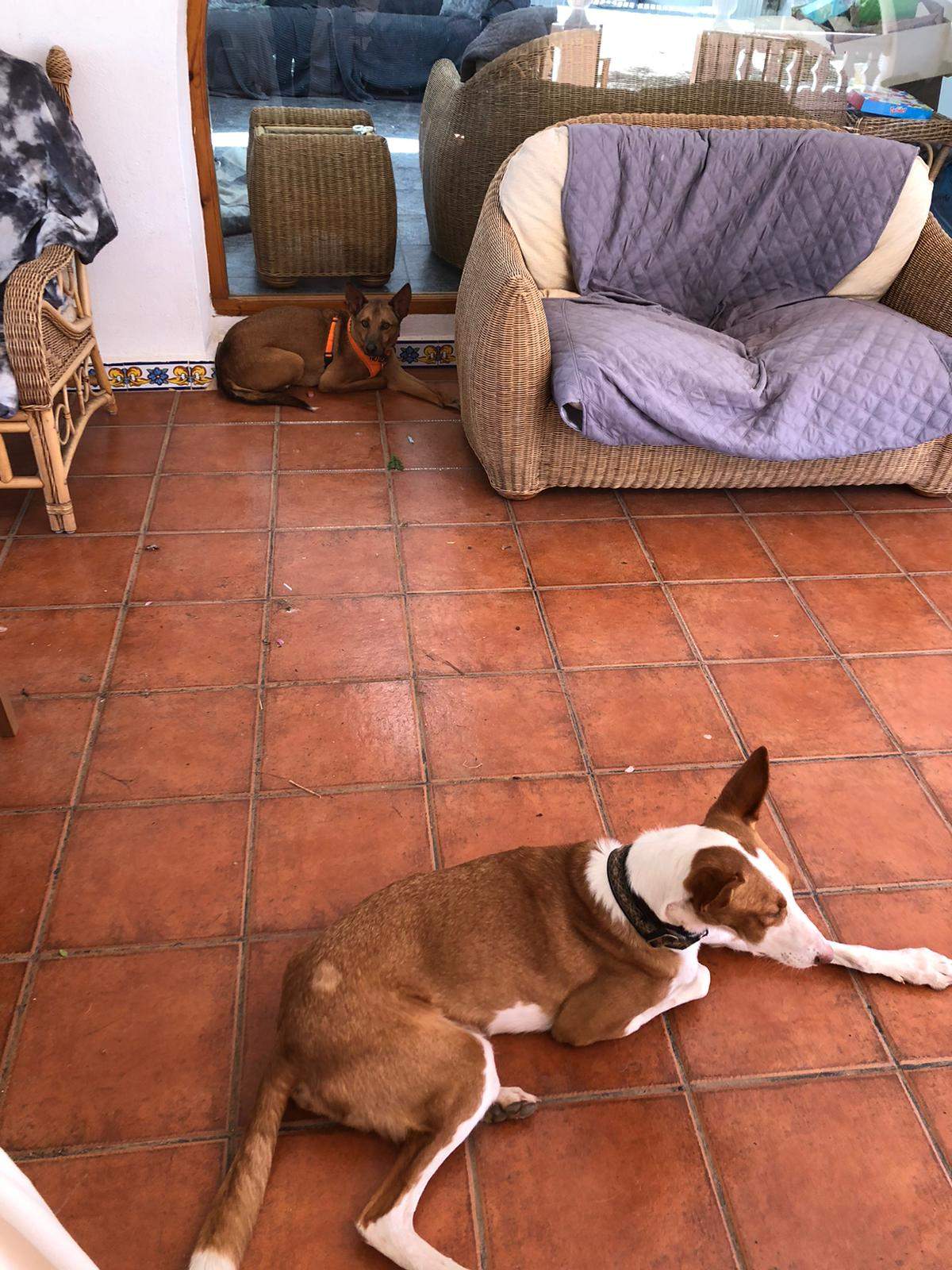 lola-the-puppy_1258361376504148