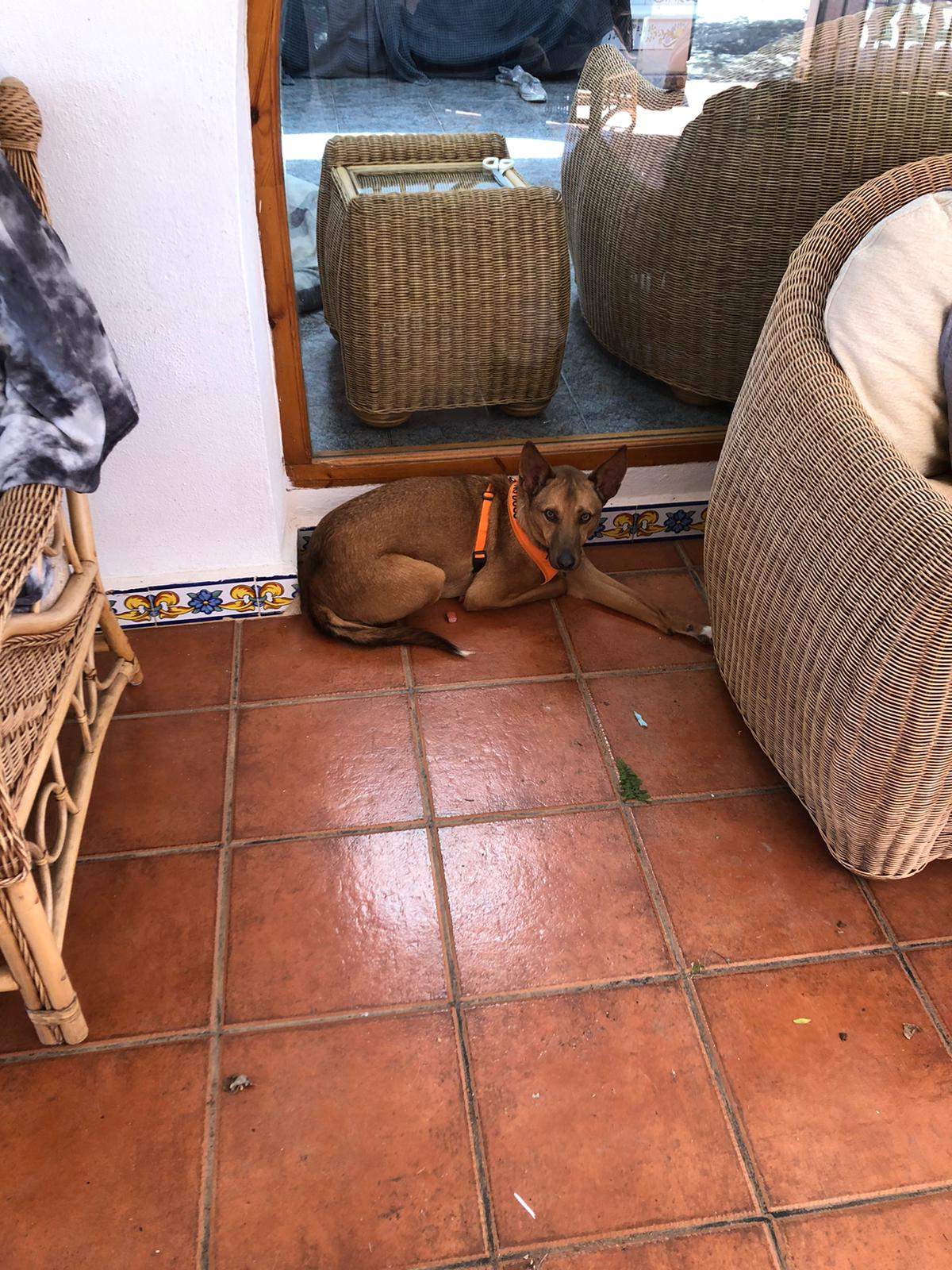 lola-the-puppy_1258361386504147