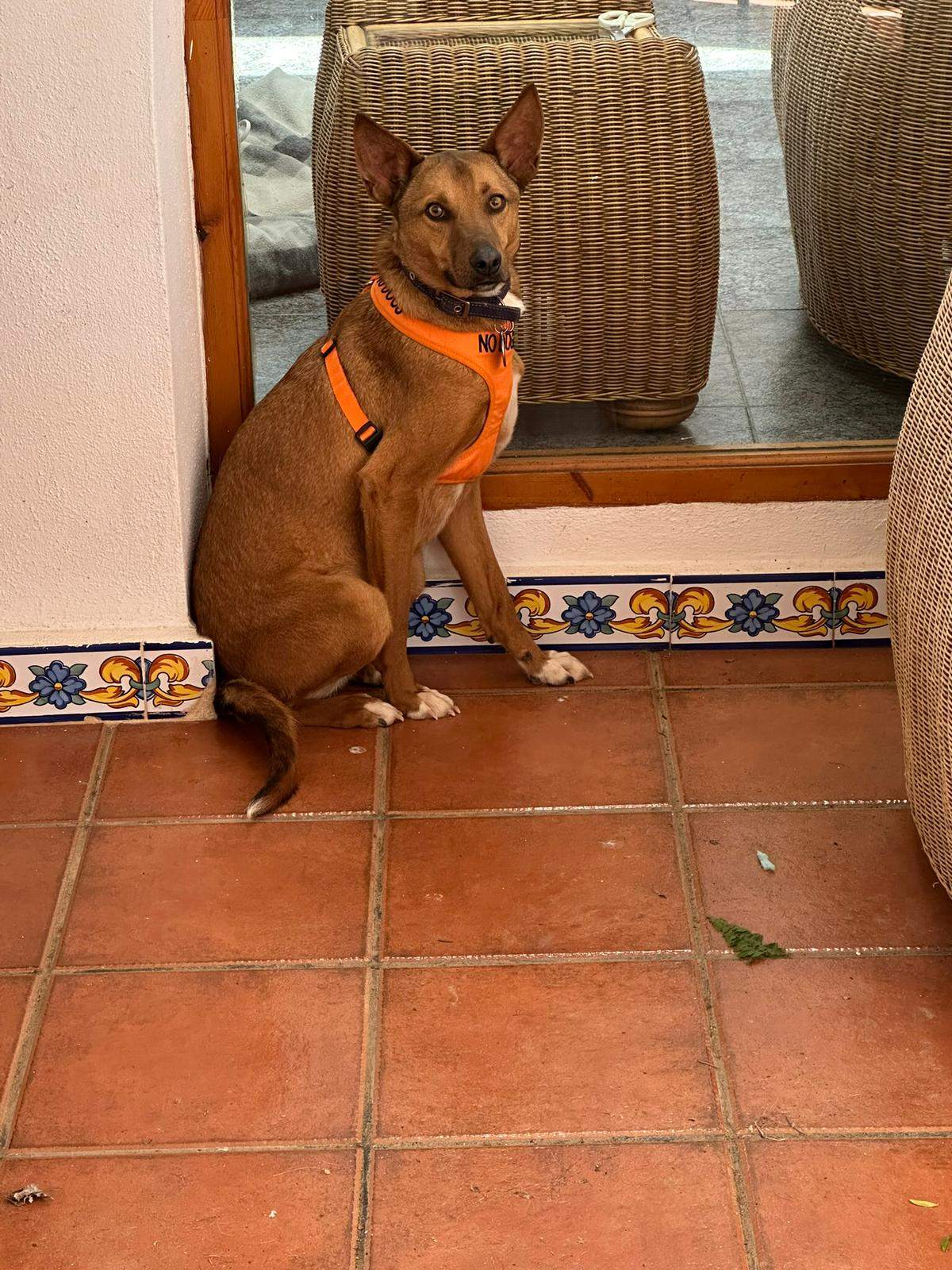 lola-the-puppy_1258361396504146