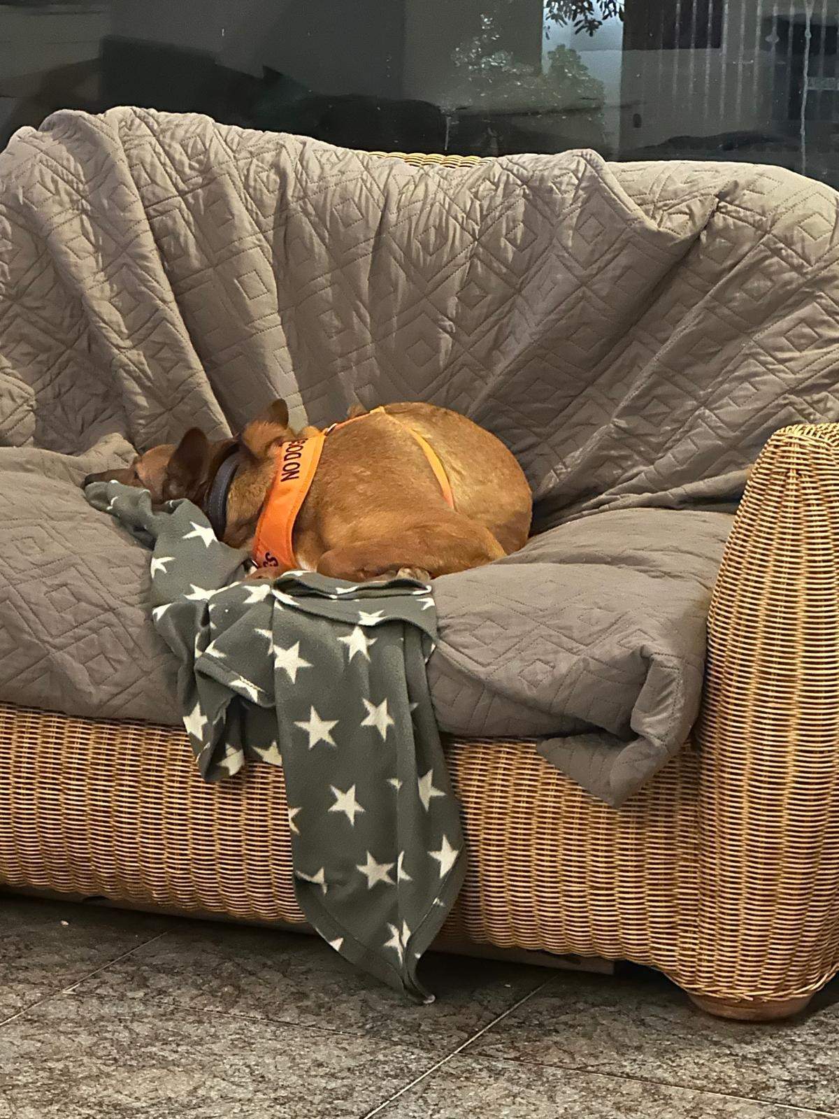 lola-the-puppy_1258515396488746