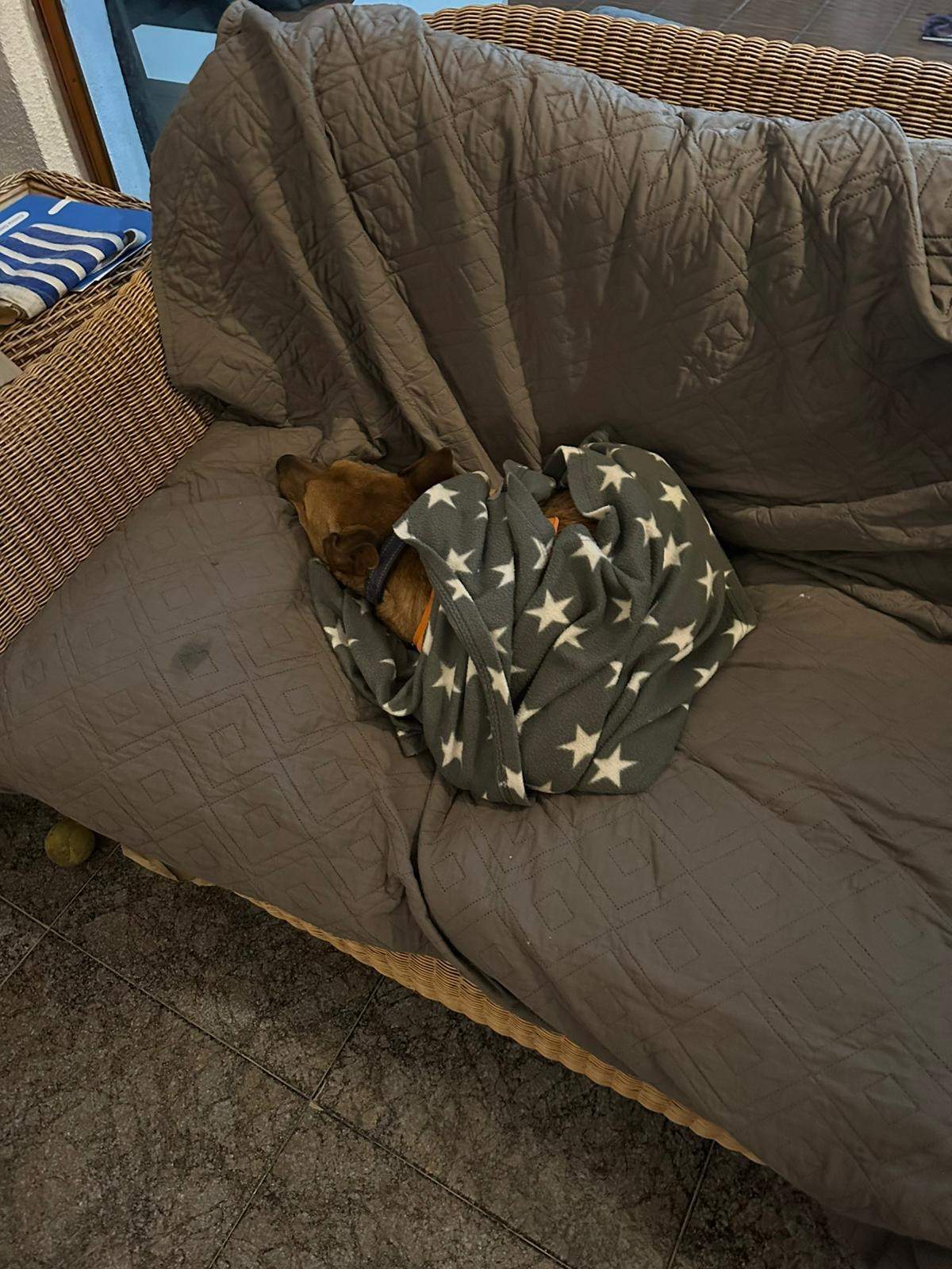 lola-the-puppy_1258515439822075